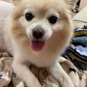 Meet your Posher, Victoria